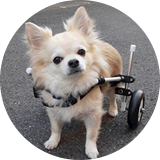 わんワーク犬用歩行器・車椅子とは