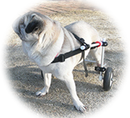 犬用歩行器・車椅子装着イメージ