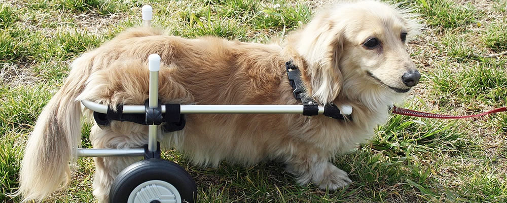 わんワーク犬用犬用歩行器（犬用車椅子）装着イメージ