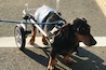 小型犬後輪用2輪歩行器商品イメージ6