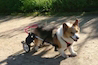 中型犬用（15～23kg）2輪歩行器商品イメージ6