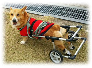 わんワーク歩行器・車椅子とは-犬用歩行器車いすオーダーメイド製作