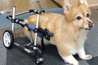 中型犬用4輪歩行器（キャスター脱着タイプ）商品イメージ3