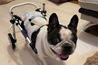 中型犬用（9～15kg）2輪歩行器商品イメージ5