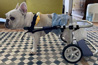 中型犬用（9～15kg）2輪歩行器商品イメージ6